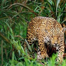 Схема вышивки «Леопард в джунглях»