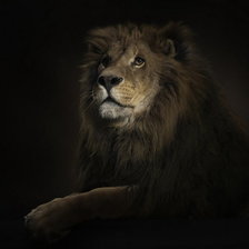 Схема вышивки «Лев царь зверей»