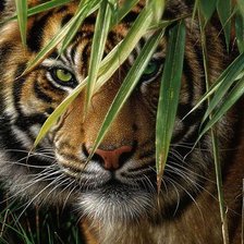 Схема вышивки «красавец тигр»