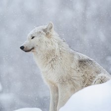 волк на снегу