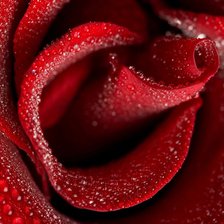 Схема вышивки «роза красная»