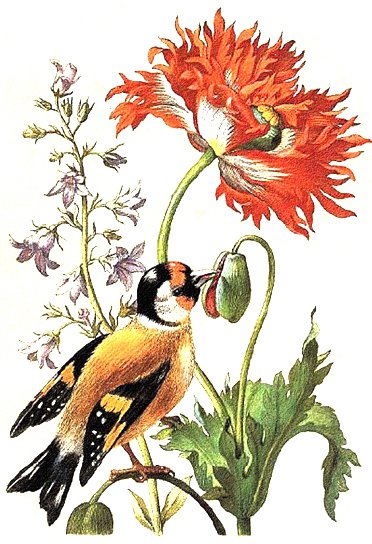 Птичка и цветок - маки, птицы, винтаж, искусство, цветок, флора - оригинал