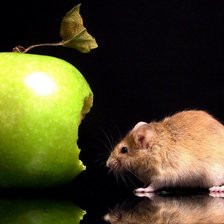 Схема вышивки «яблоко и мышь»