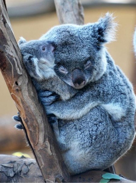 коала - животное, двое, коала - оригинал