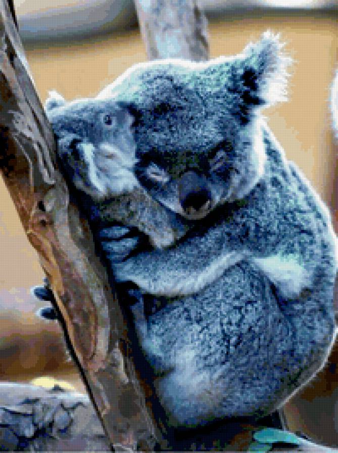 коала - коала, животное, двое - предпросмотр