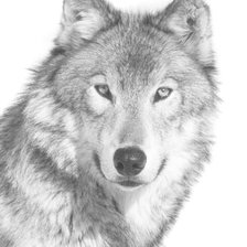 Оригинал схемы вышивки «Волк» (№200015)