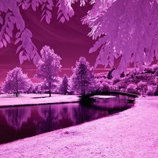 violet winter
