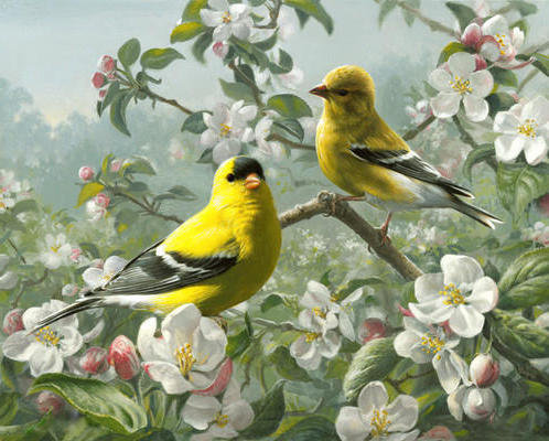 птицы - птицы, картина, природа, весна - оригинал