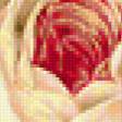 Предпросмотр схемы вышивки «белые розы» (№207159)