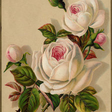 Оригинал схемы вышивки «белые розы» (№207159)