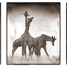 Схема вышивки «Триптих Жирафы»