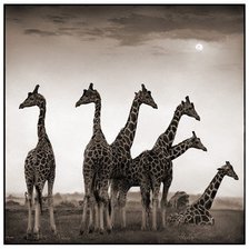 Схема вышивки «Жирафы Африка»