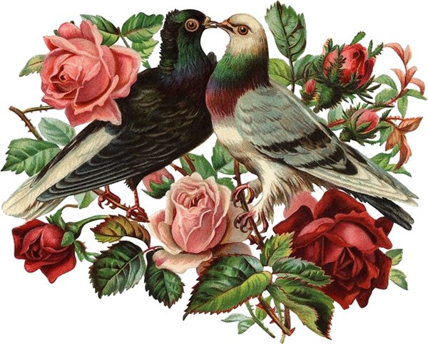 голуби - птицы, голубь, любовь, розы - оригинал