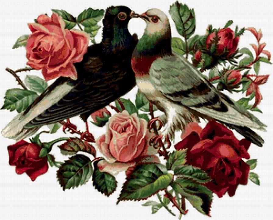 голуби - розы, голубь, любовь, птицы - предпросмотр