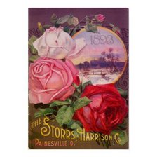 Оригинал схемы вышивки «Розы» (№211826)