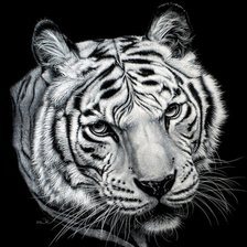 Оригинал схемы вышивки «Портрет тигра» (№213901)