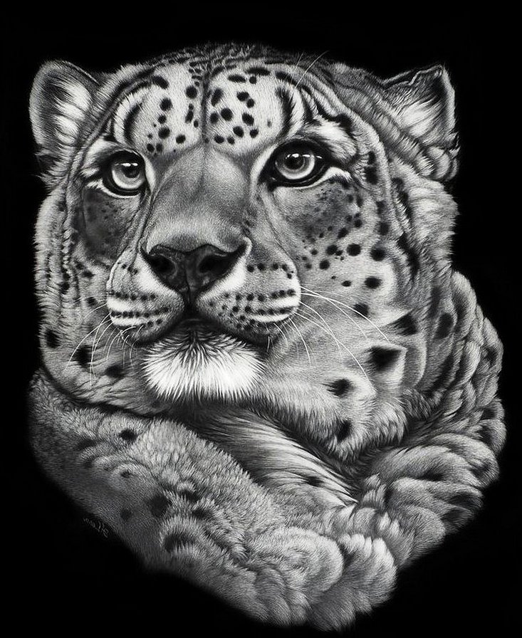 Портрет гепарда - дикие кошки, животные, монохром - оригинал