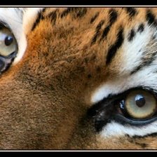 Оригинал схемы вышивки «Глаза тигра» (№215855)