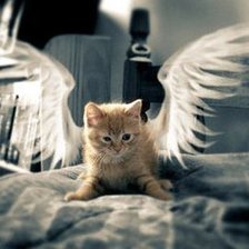 Схема вышивки «котенок-ангел»