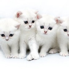 Схема вышивки «белые котятки»