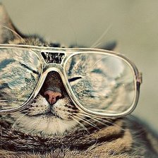 Схема вышивки «Кот в очках»