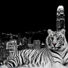 Белый тигр на фоне ночного города