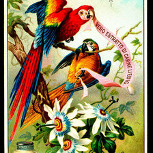 Оригинал схемы вышивки «попугайчики» (№218055)