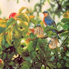 Птицы на яблоне