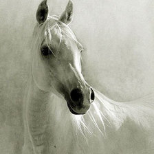 Оригинал схемы вышивки «белая лошадь» (№224647)