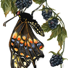 Оригинал схемы вышивки «Бабочка на ягодах» (№224843)