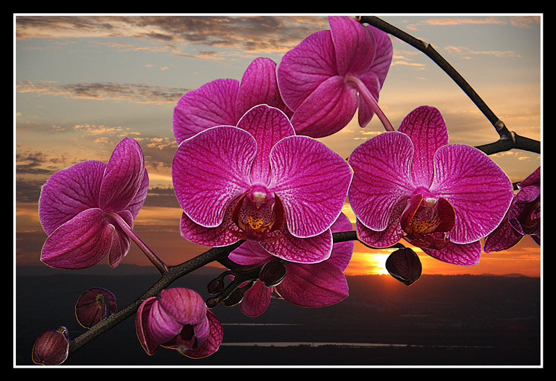 орхидея на закате - орхидеи, закат, орхидеи на закате, цветы - оригинал