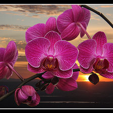 Схема вышивки «орхидея на закате»