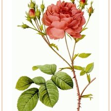Оригинал схемы вышивки «Роза» (№227993)