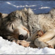 Схема вышивки «Спящий волк»