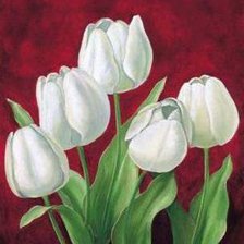 Белые тюльпаны ч.2