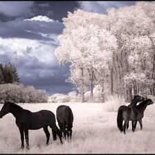 Схема вышивки «лошади в поле»