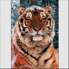 Схема вышивки «тигр»