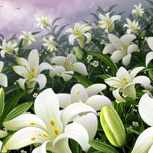 белые лилии