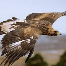 Схема вышивки «полет орла»