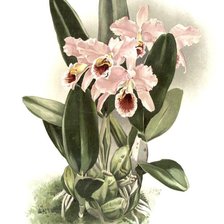 Схема вышивки «розовые орхидеи»