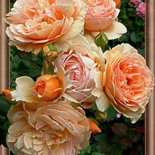 Схема вышивки «Персиковые розы»