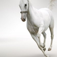 Оригинал схемы вышивки «белая лошадь» (№244446)