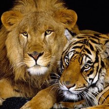 Схема вышивки «лев и тигр»