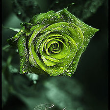 Оригинал схемы вышивки «зеленая роза» (№245759)