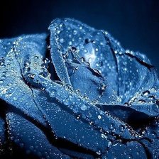 Схема вышивки «голубая роза»