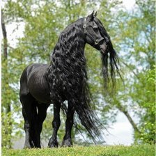 черная лошадь