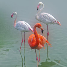 Схема вышивки «Три фламинго»