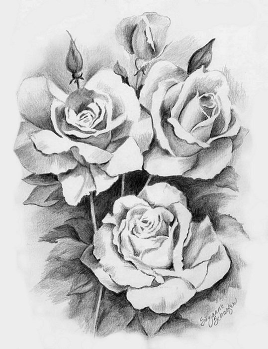 № 247421 - монохром, цветы, розы, рисунок - оригинал