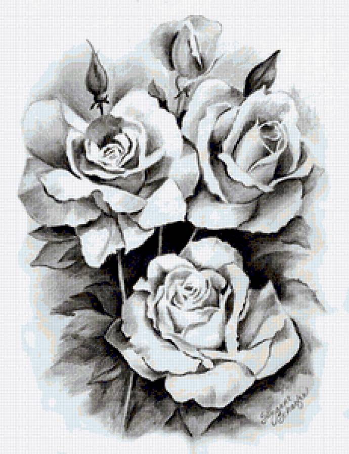 № 247421 - монохром, рисунок, цветы, розы - предпросмотр