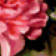 Предпросмотр схемы вышивки «розовые пионы» (№247941)